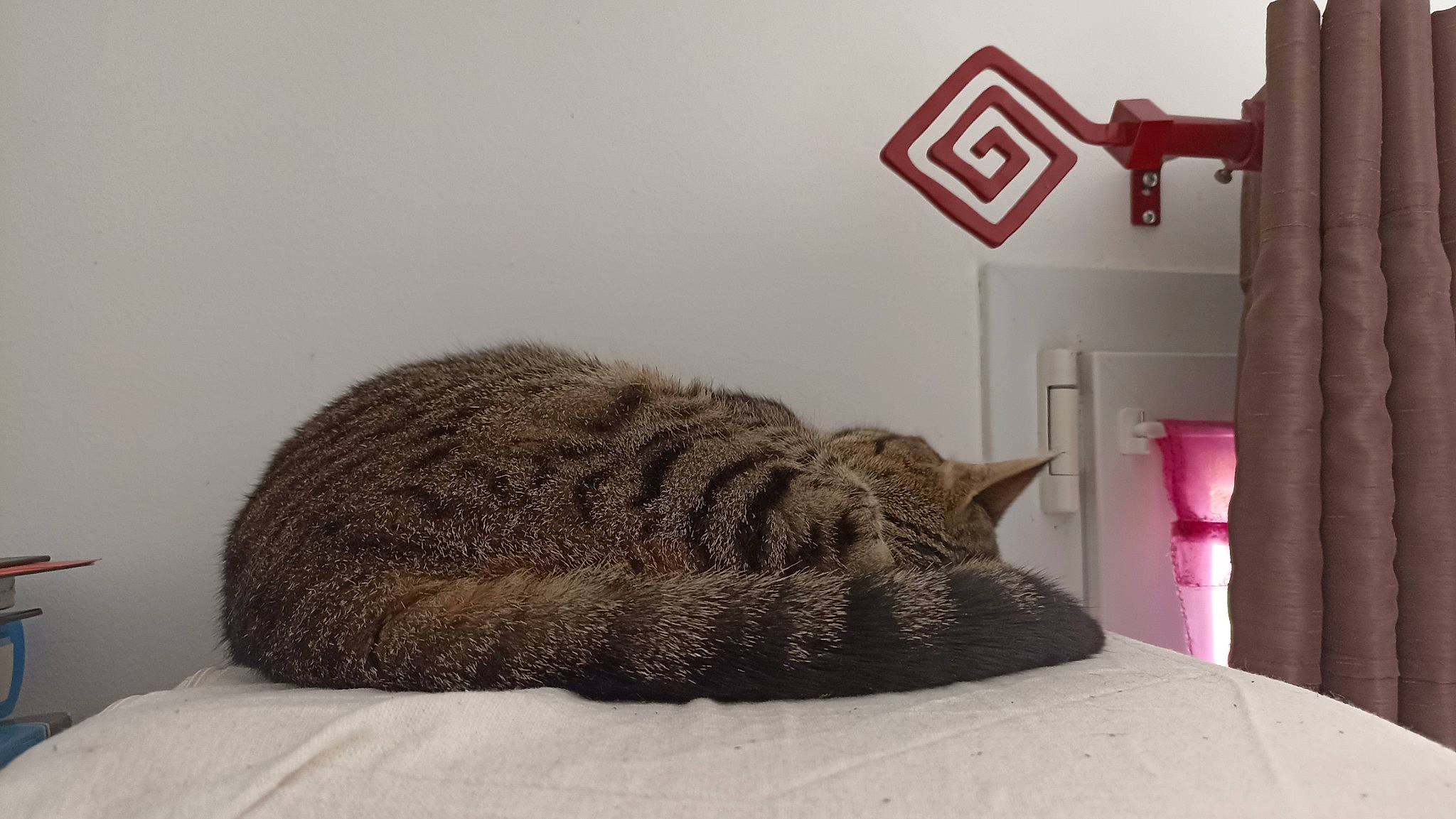 Hermine a rejoint le concours — aidez-le/la à gagner de superbes lots ! bed, bedding, bedroom, carnivore, cat, comfort, cross, domestic_short_haired_cat, felidae, flooring, fur, grey, house, linens, room, small_to_medium_sized_cats, symbol, tail, whiskers, wood