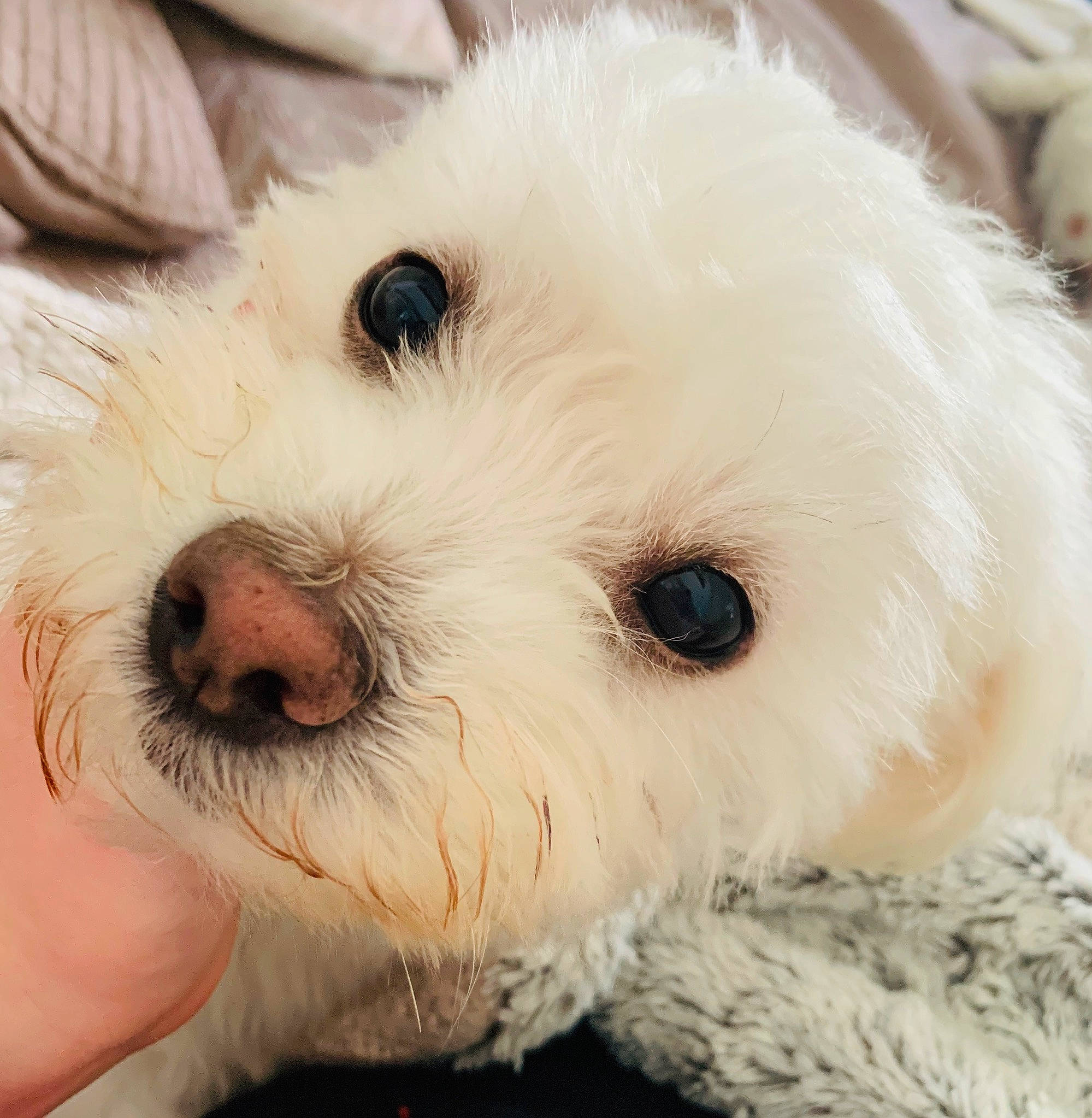 Teddy a rejoint le concours — aidez-le/la à gagner de superbes lots ! bichon, bolognese, bolonka, canidae, carnivore, companion_dog, dog, dog_breed, eye, havanese, head, maltepoo, maltese, mammal, nose, puppy, puppy_love, skin, snout, vertebrate