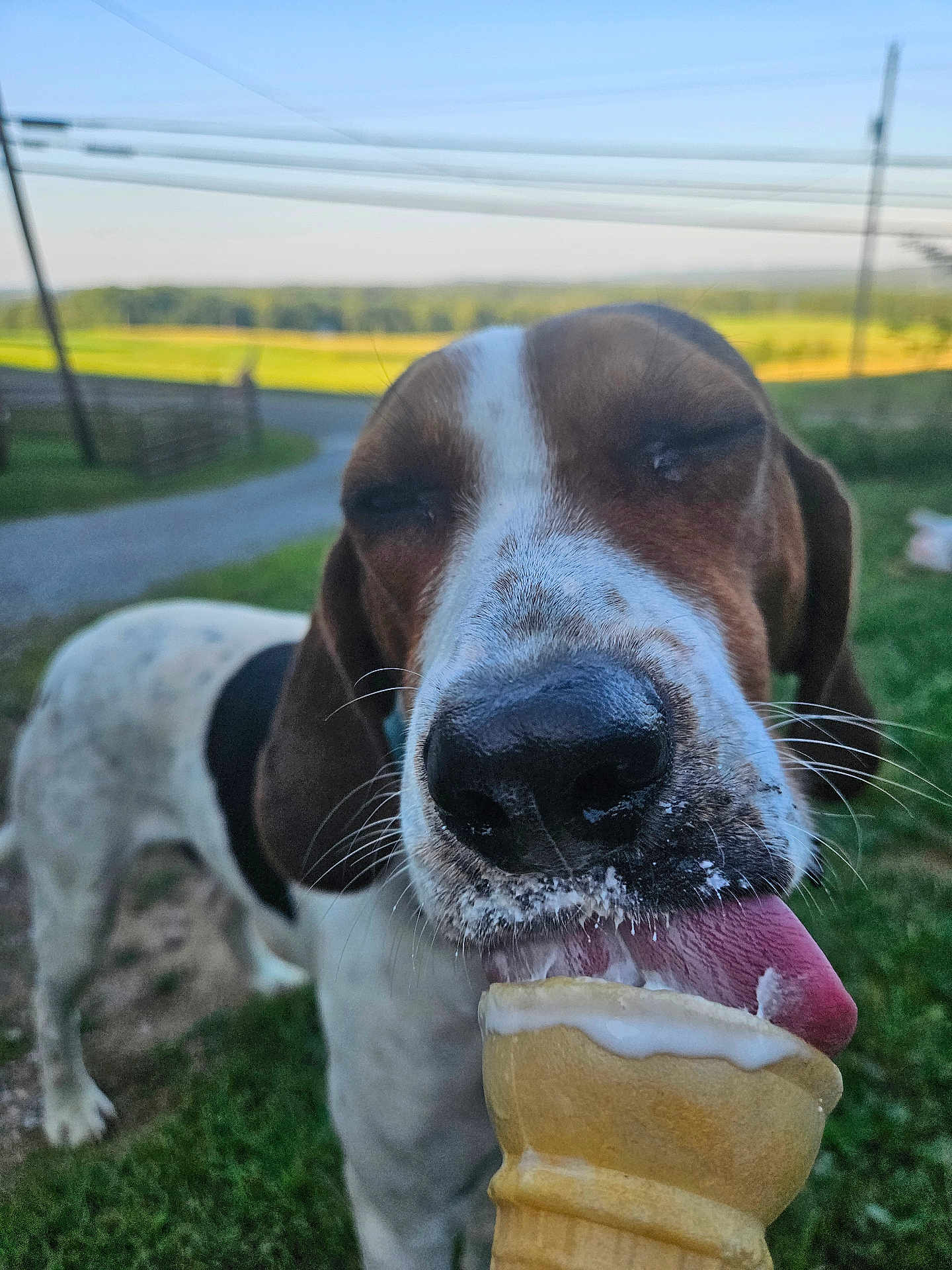 Buddy