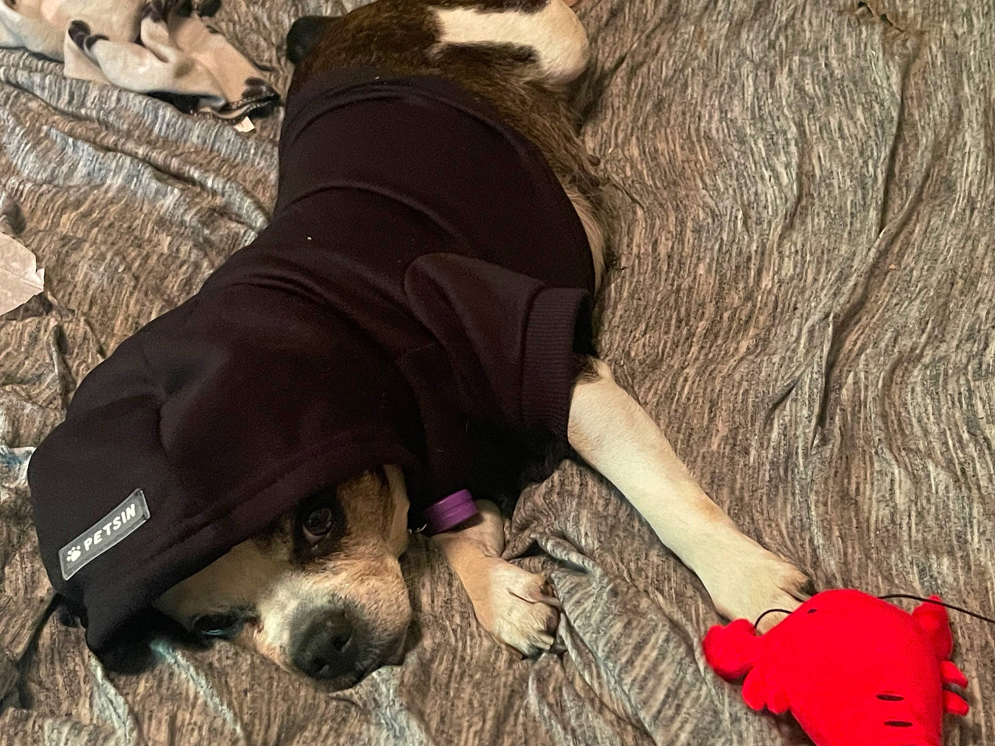 Daisy is registered to the contest to win money with this photo: adventure, carnivore, companion_dog, dog, dog_breed, dress, fawn, fur, grass, hat, human_leg, long_hair, nail, people_in_nature, plant, recreation, soil, sporting_group, sunglasses, wood