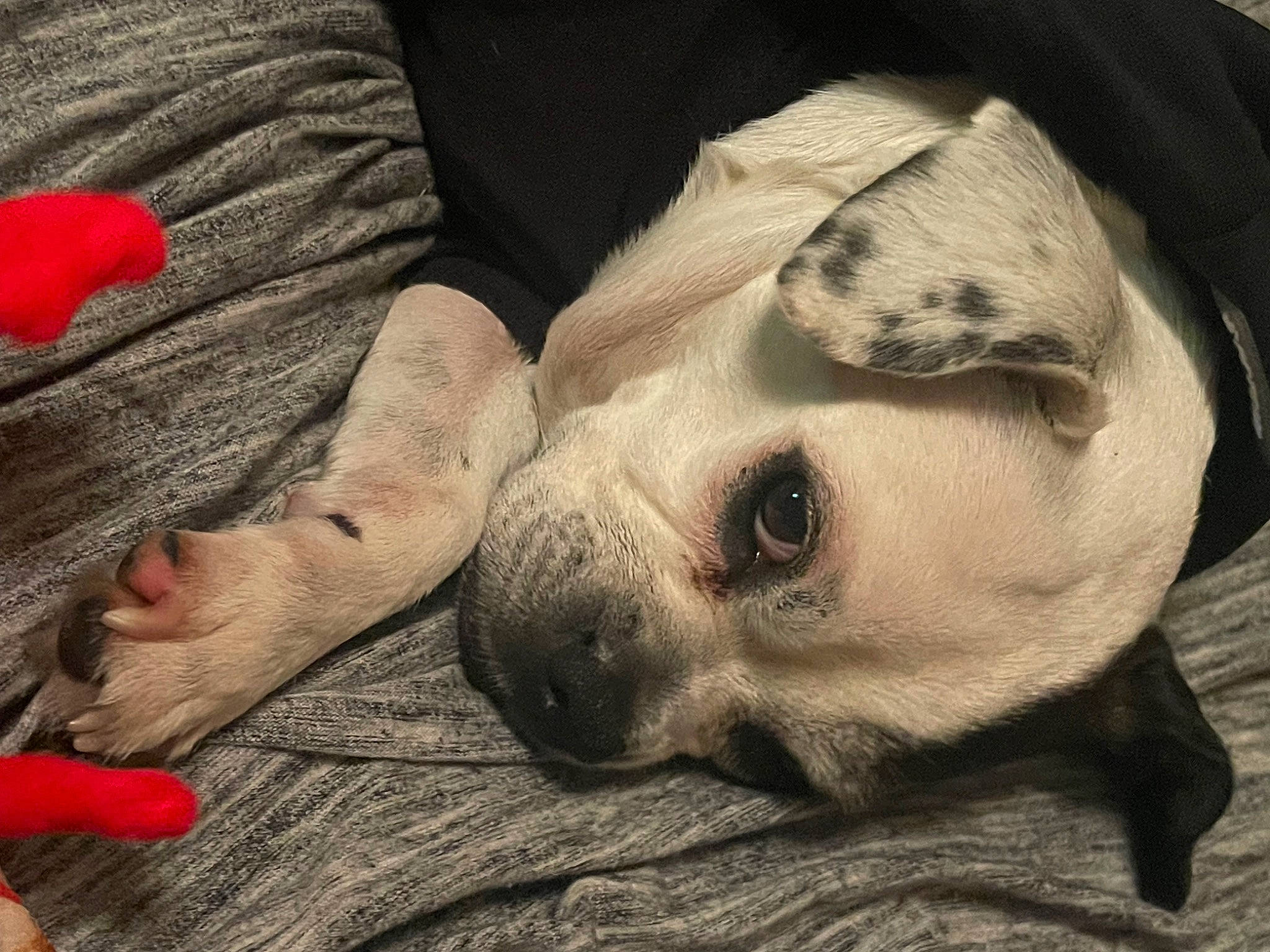 Daisy is registered to the contest to win money with this photo: carnivore, comfort, companion_dog, couch, dog, dog_breed, foot, fur, gesture, human_leg, linens, nail, nap, paw, puppy_love, sunglasses, terrestrial_animal, toy_dog, whiskers, working_animal