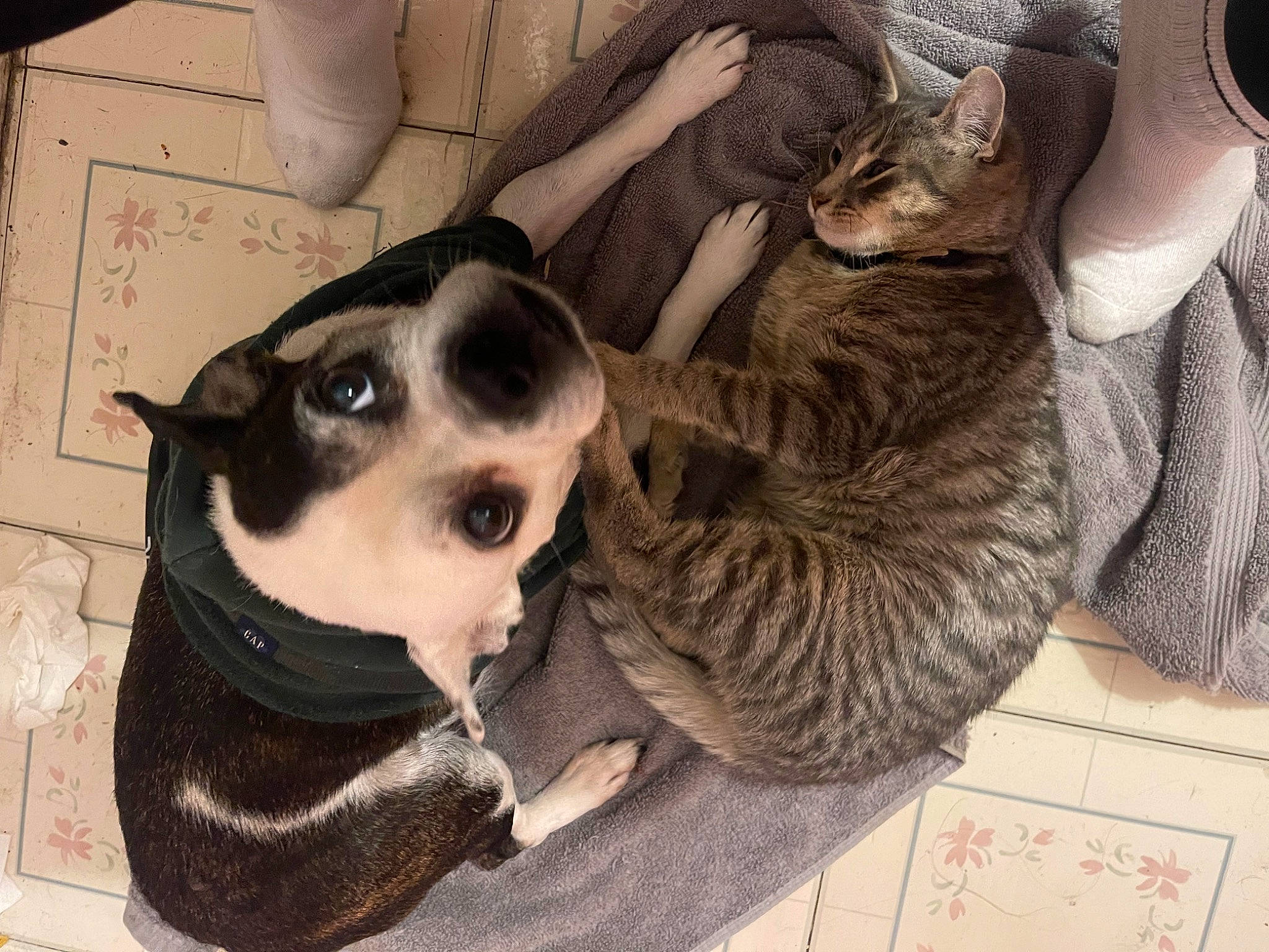 Cumber joined the competition — help win amazing prizes! canidae, carnivore, collar, comfort, companion_dog, couch, dog, dog_breed, dog_collar, dog_supply, ear, fawn, fur, lap, paw, pet_supply, snout, sporting_group, whiskers, working_animal