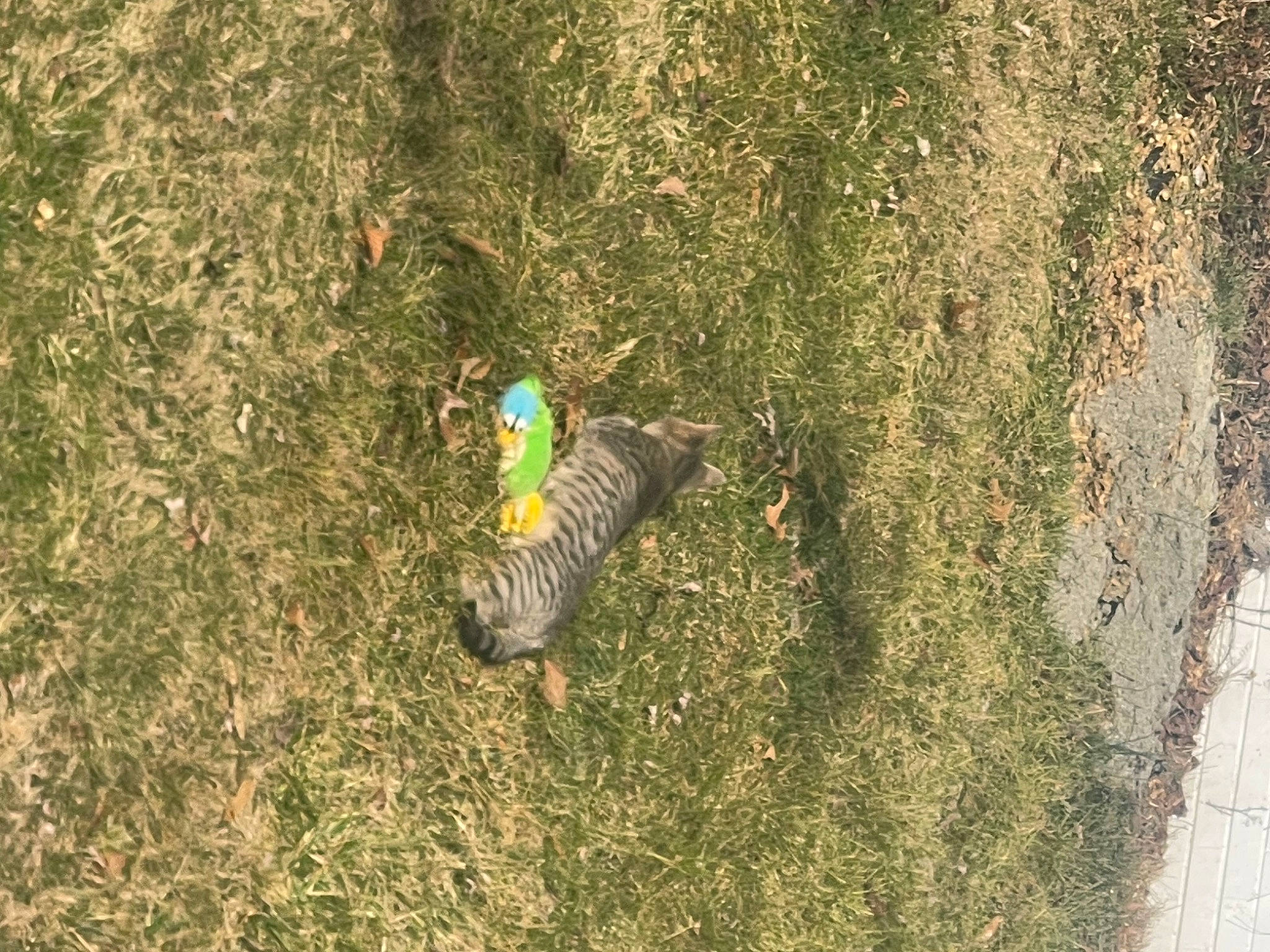 Cumber is registered to the contest to win money with this photo: adventure, beak, branch, extreme_sport, forest, grass, groundcover, landscape, people_in_nature, plant, recreation, shadow, shrub, slope, soil, terrestrial_plant, toy, tree, trunk, wood