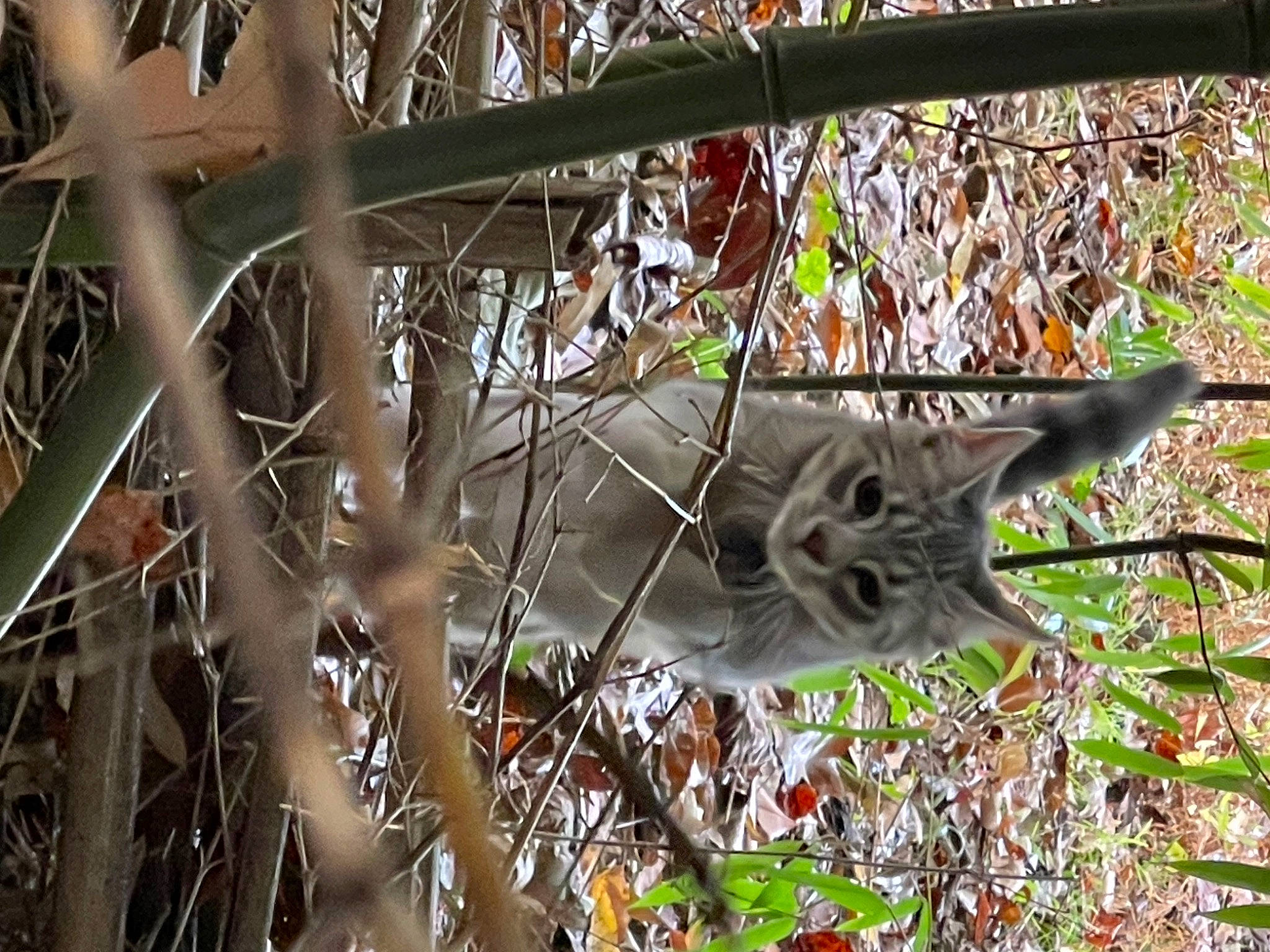 Cumber joined the competition — help win amazing prizes! art, branch, carnivore, cat, domestic_short_haired_cat, fawn, felidae, fur, grass, groundcover, plant, small_to_medium_sized_cats, tail, terrestrial_animal, tree, trunk, twig, whiskers, wildlife, wood