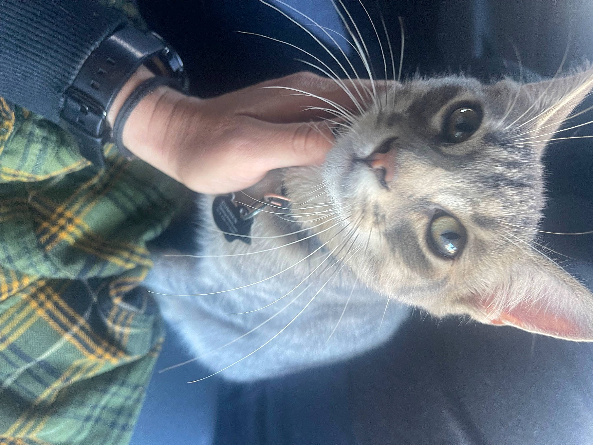 Cumber joined the competition — help win amazing prizes! carnivore, cat, claw, domestic_short_haired_cat, ear, eye, felidae, foot, fur, gesture, glasses, nail, pattern, paw, plaid, small_to_medium_sized_cats, snout, sunglasses, tartan, whiskers