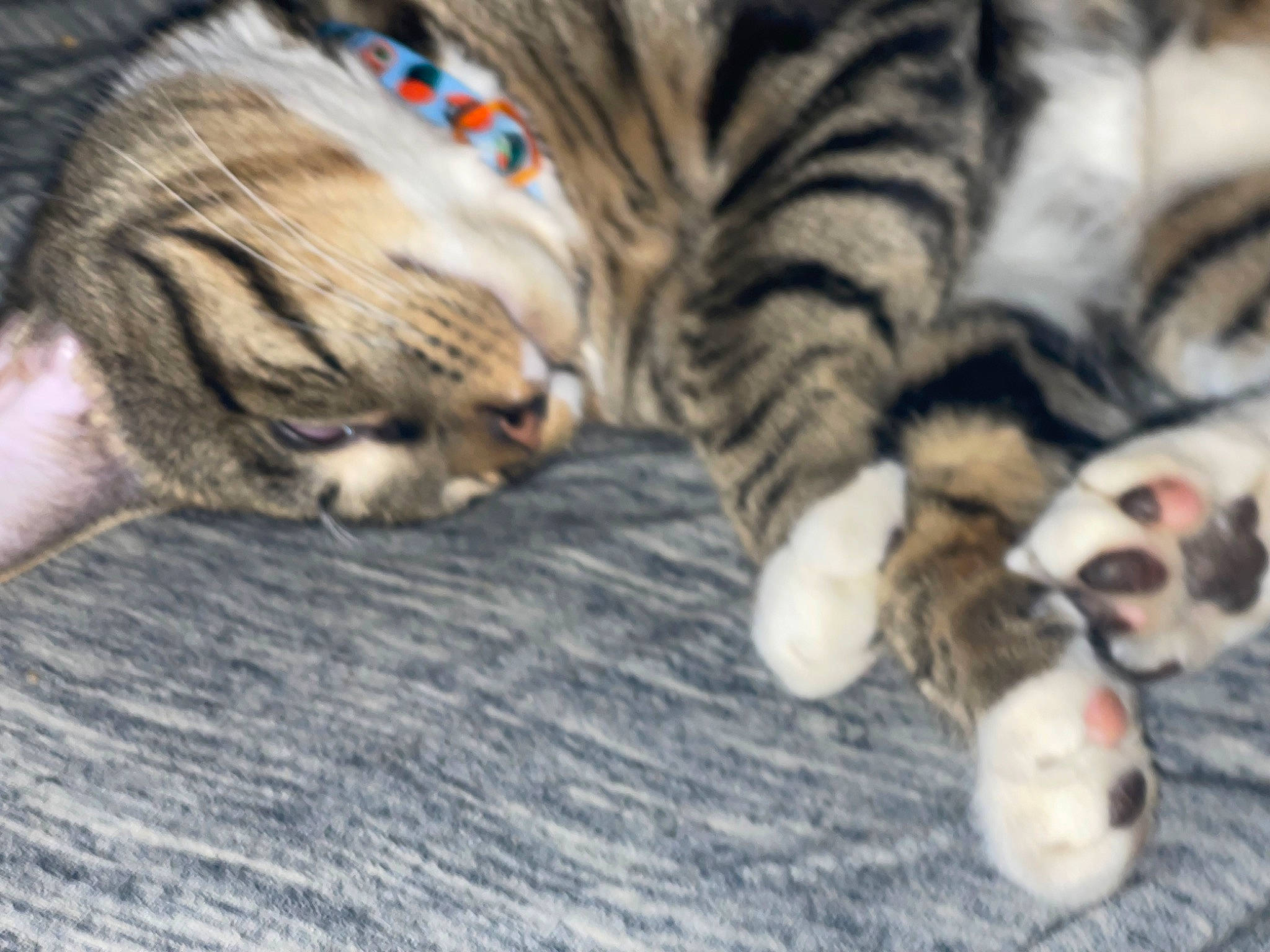 Kitty joined the competition — help win amazing prizes! carnivore, cat, claw, close_up, comfort, domestic_short_haired_cat, fawn, felidae, fur, grass, mammal, nap, paw, small_to_medium_sized_cats, tail, terrestrial_animal, vertebrate, whiskers, wildlife, wood