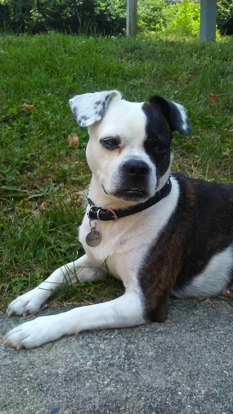 Daisy joined the competition — help win amazing prizes! ancient_dog_breeds, boston_terrier, canidae, carnivore, collar, companion_dog, dog, dog_breed, dog_collar, fawn, grass, non_sporting_group, plant, puppy, snout, sporting_group, tail, toy_dog, working_animal, working_dog