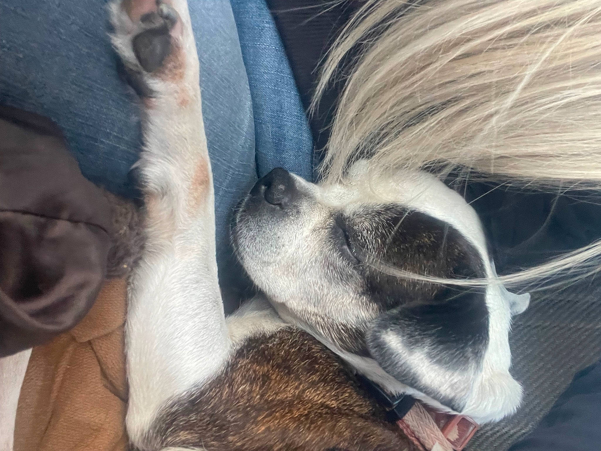 Daisy is registered to the contest to win money with this photo: braid, claw, comfort, companion_dog, dog, dog_breed, eyelash, fur, grey, human_leg, liver, paw, snout, stallion, tail, terrestrial_animal, whiskers, wildlife, working_animal