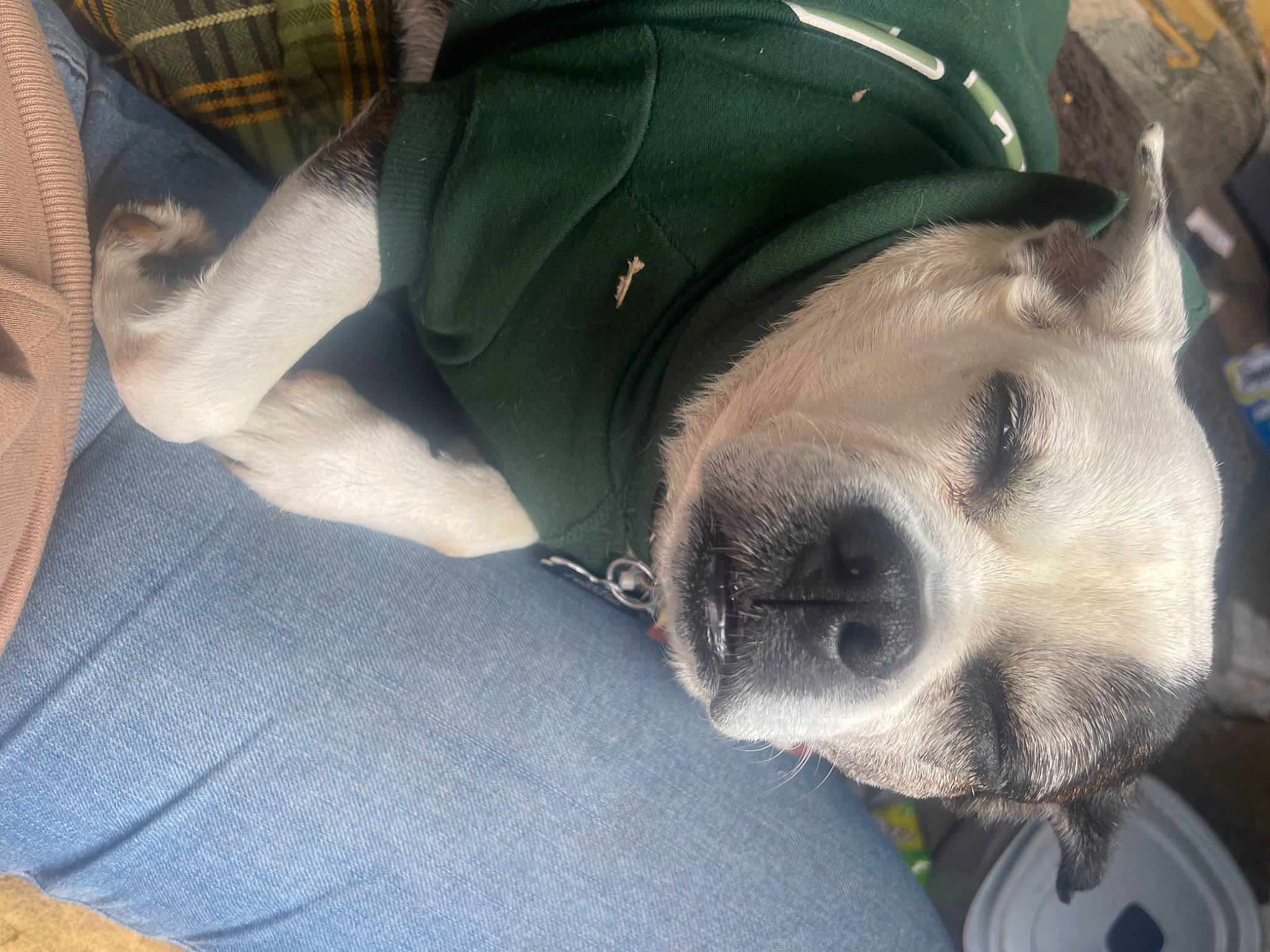 Daisy is registered to the contest to win money with this photo: canidae, carnivore, collar, comfort, companion_dog, dog, dog_breed, dog_collar, dog_supply, fawn, fur, non_sporting_group, paw, pet_supply, snout, sporting_group, whiskers, working_animal