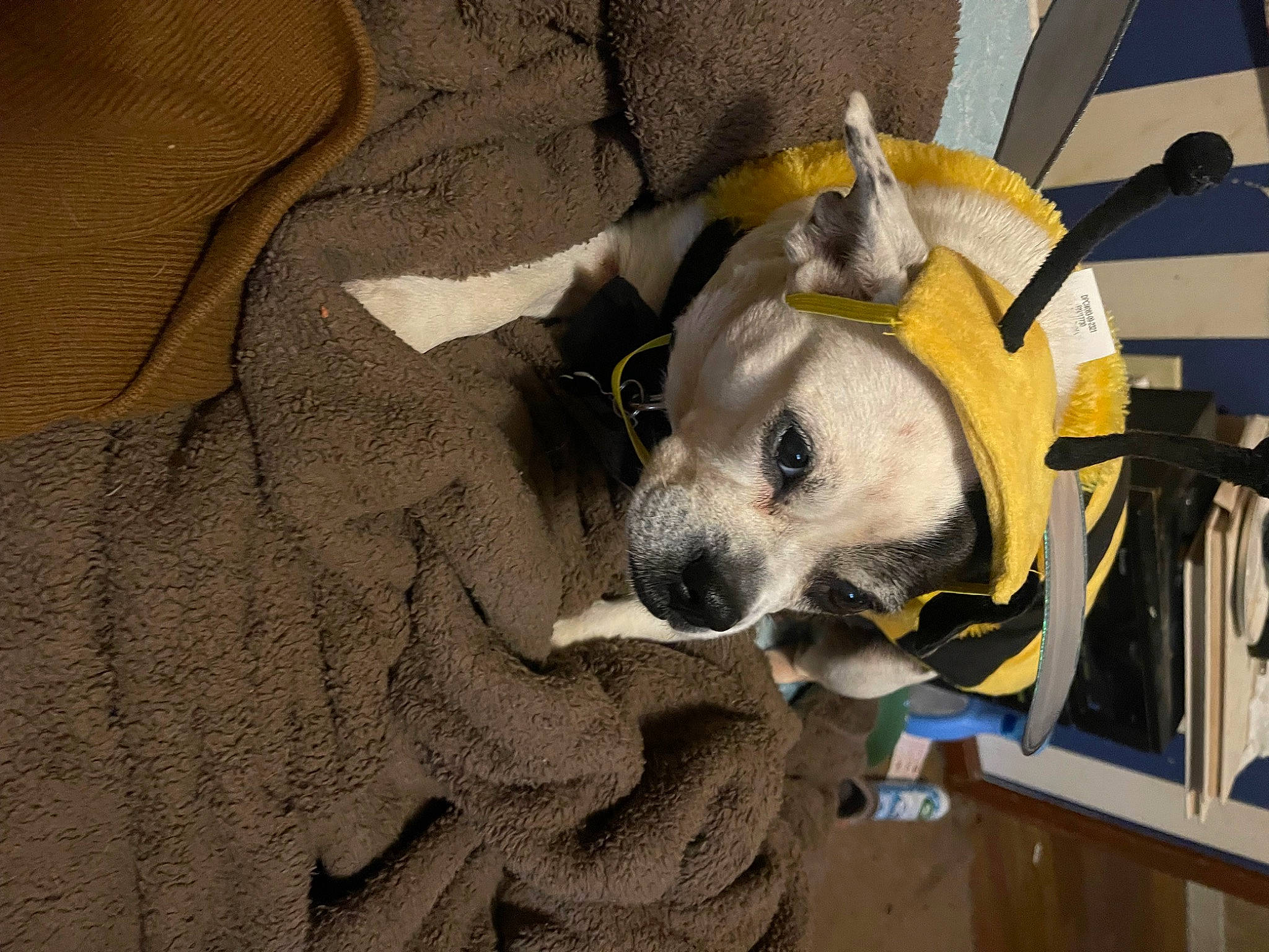 Daisy is registered to the contest to win money with this photo: bag, canidae, carnivore, comfort, companion_dog, couch, dog, dog_breed, dog_supply, fawn, fur, non_sporting_group, personal_protective_equipment, snout, sporting_group, toy_dog, whiskers, working_animal