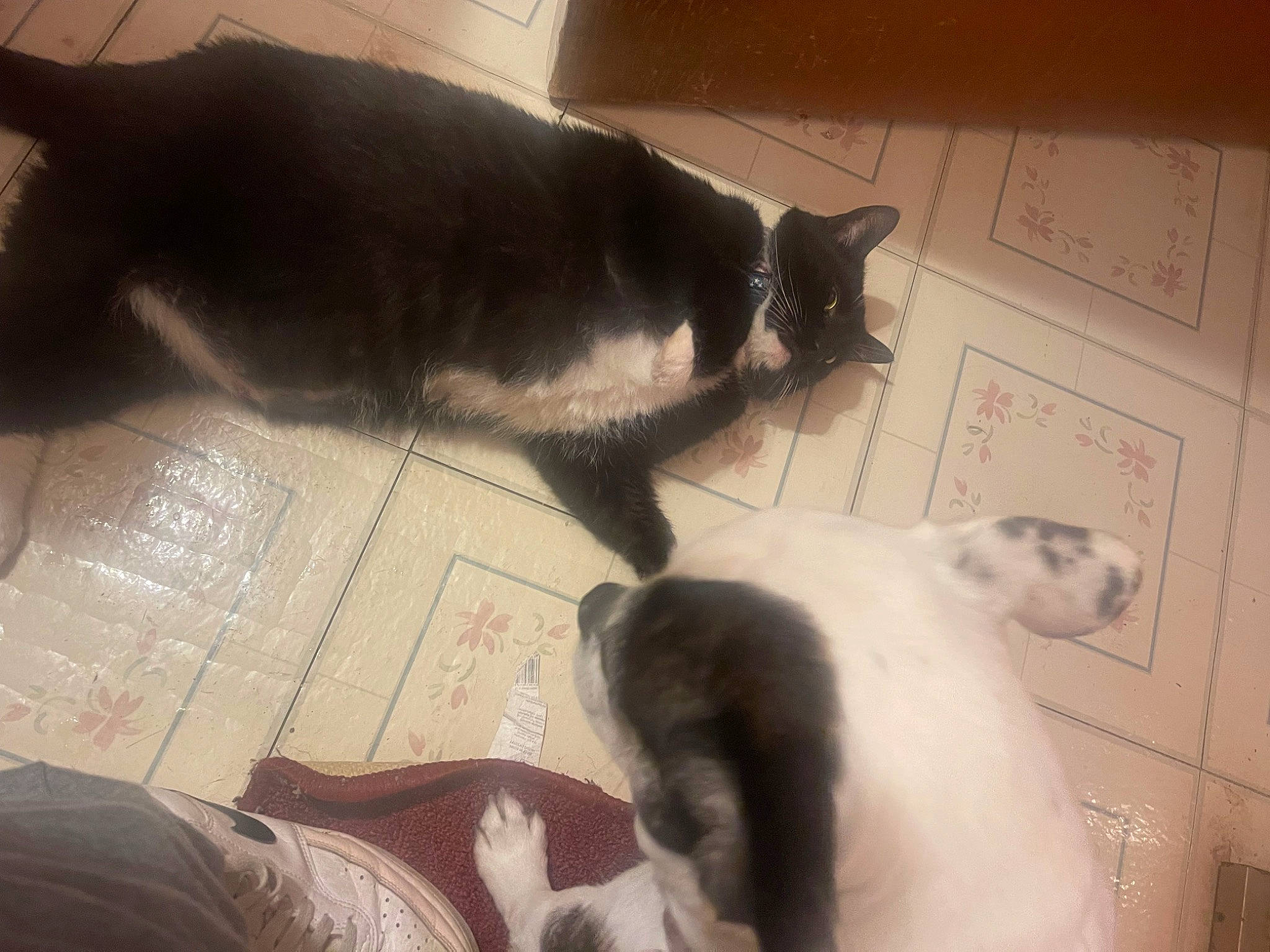 Boots joined the competition — help win amazing prizes! canidae, carnivore, cat, claw, comfort, dog_breed, domestic_short_haired_cat, felidae, flooring, fur, mammal, paw, room, small_to_medium_sized_cats, snout, sporting_group, tail, terrestrial_animal, tints_and_shades, whiskers