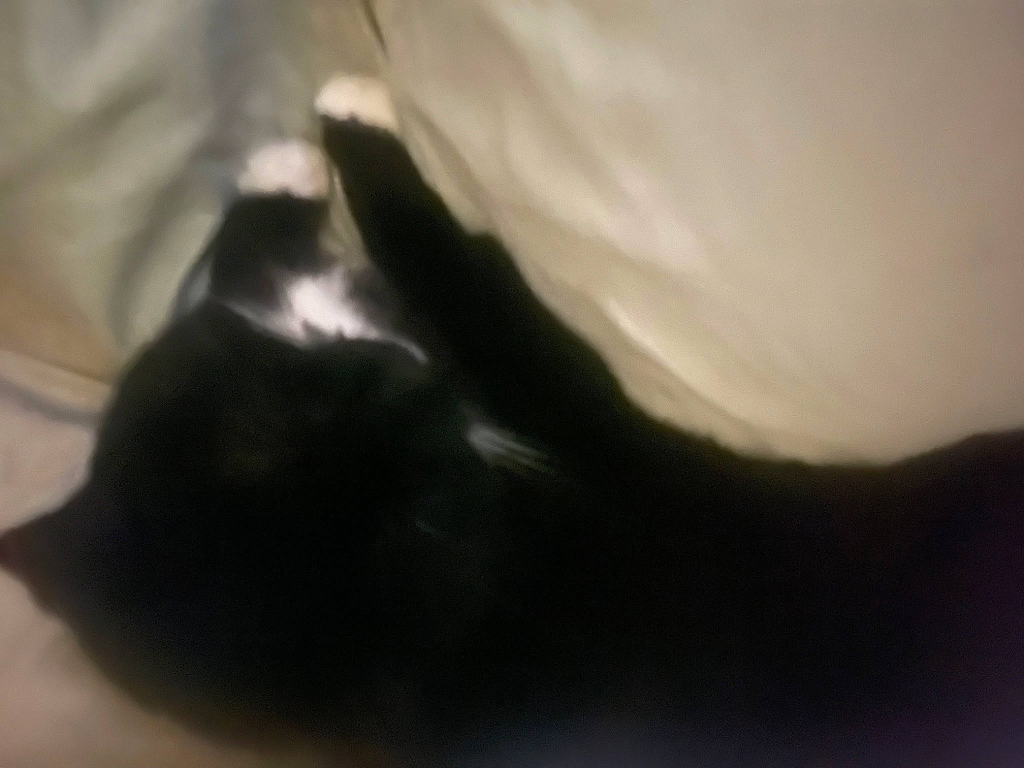 Boots joined the competition — help win amazing prizes! canidae, carnivore, cat, comfort, darkness, dog_breed, felidae, fur, gesture, non_sporting_group, paw, shadow, small_to_medium_sized_cats, snout, sporting_group, tail, terrestrial_animal, tints_and_shades, whiskers