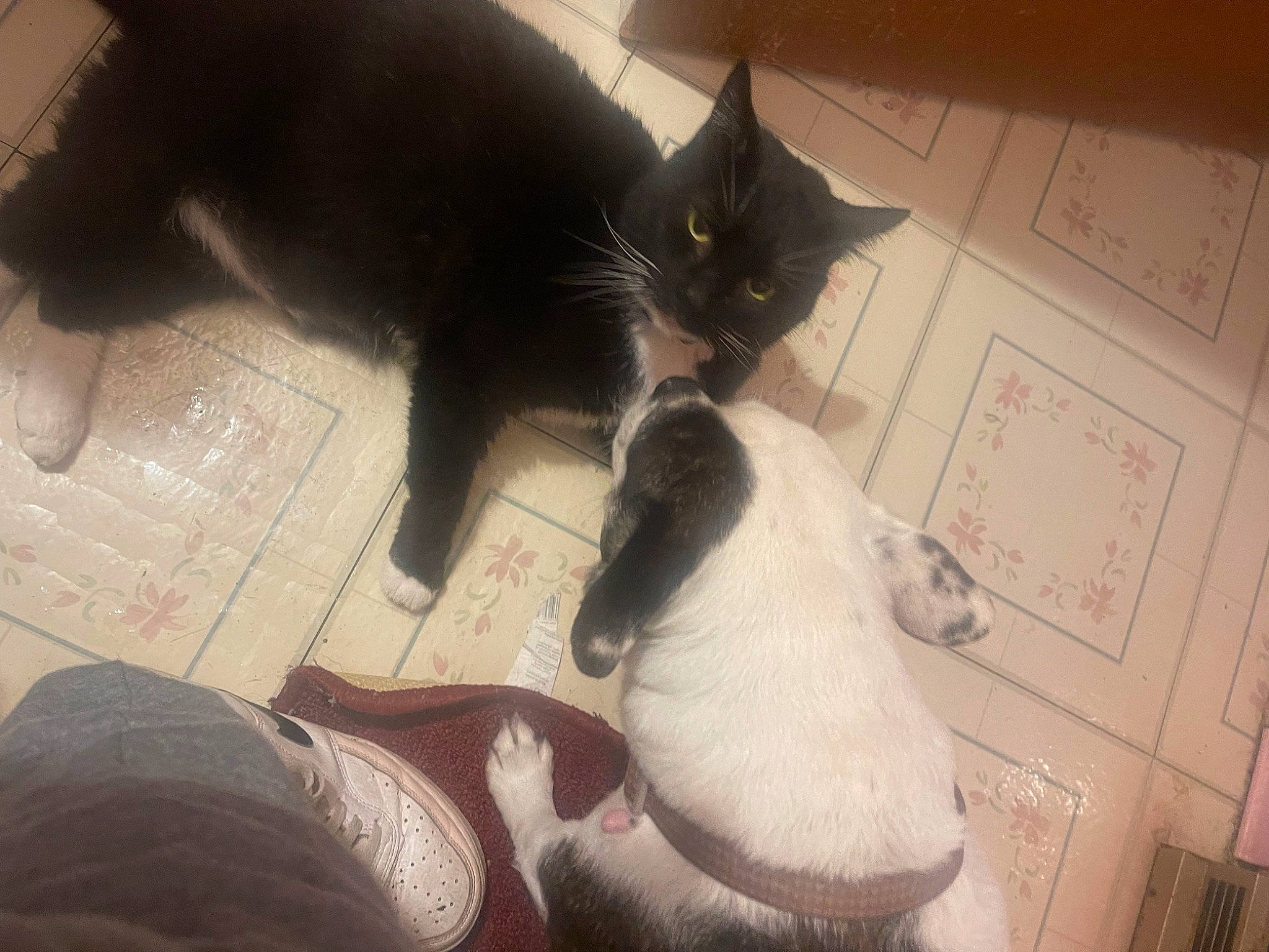 Boots joined the competition — help win amazing prizes! black_cat, carnivore, cat, claw, comfort, domestic_short_haired_cat, felidae, flooring, fur, grey, human_leg, monochrome, paw, room, small_to_medium_sized_cats, snout, tail, visual_arts, whiskers