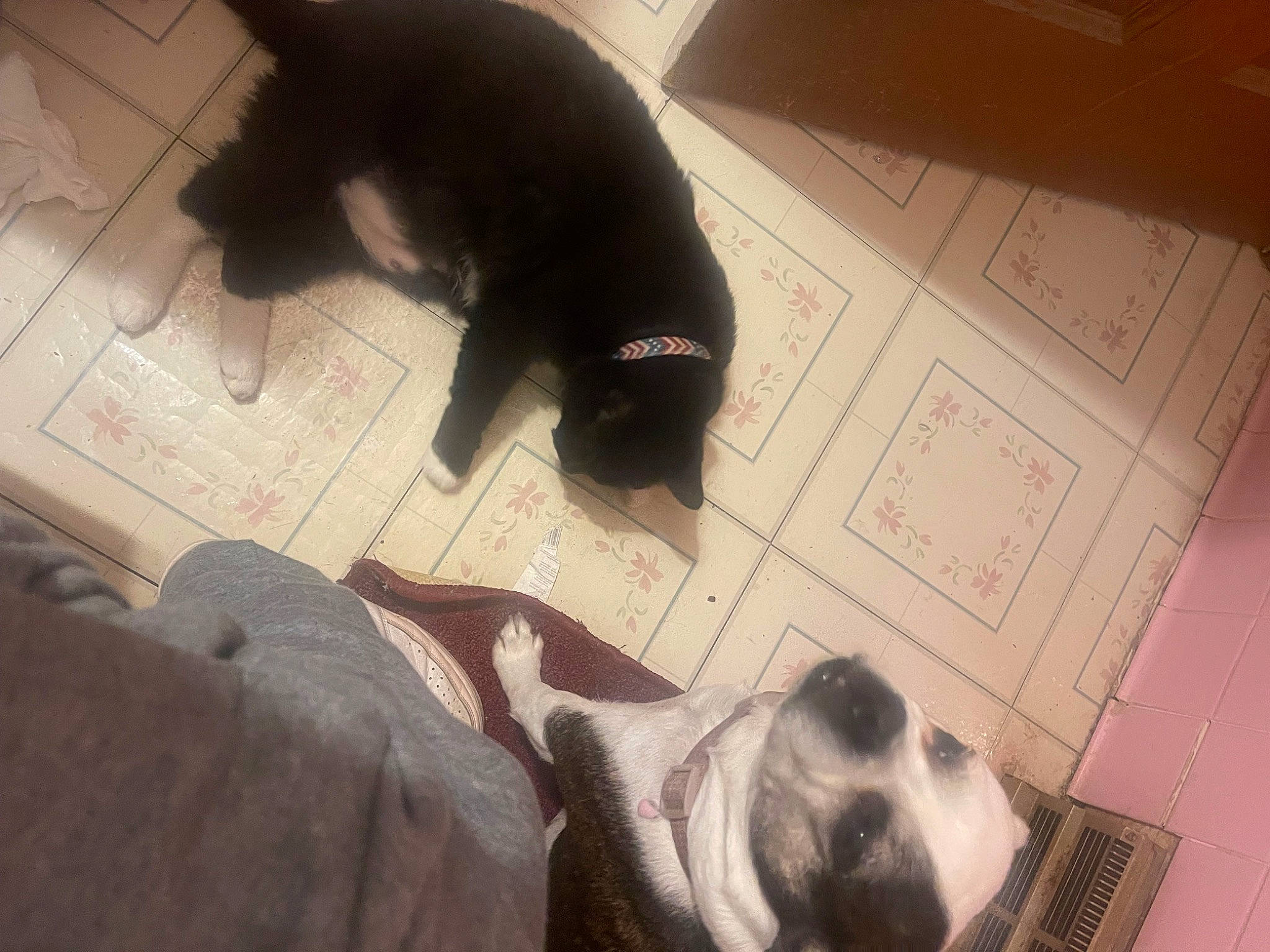 Chico joined the competition — help win amazing prizes! carnivore, cat, comfort, companion_dog, dog, dog_breed, fawn, felidae, flooring, fur, paw, pet_supply, small_to_medium_sized_cats, snout, sporting_group, tail, toy_dog, vertebrate, whiskers, working_animal