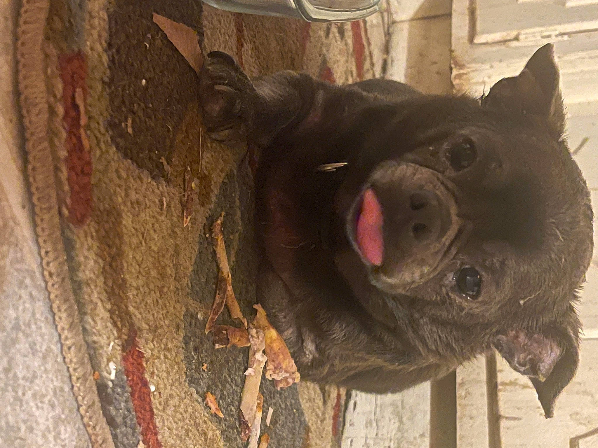 Chico joined the competition — help win amazing prizes! carnivore, collar, companion_dog, dog, dog_breed, dog_collar, ear, fang, fawn, felidae, liver, snout, sporting_group, tail, terrestrial_animal, toy_dog, whiskers, wood, working_animal, wrinkle