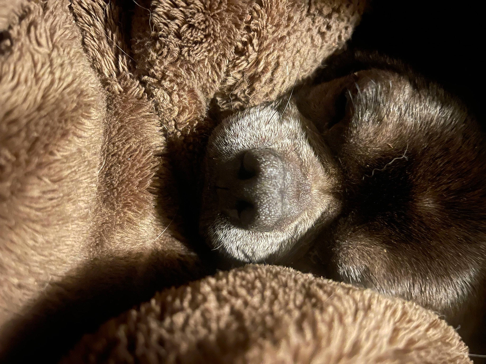 Chico is registered to the contest to win money with this photo: carnivore, close_up, comfort, dog, dog_breed, eye, fawn, felidae, foot, fur, grey, head, human_leg, leg, nose, paw, snout, terrestrial_animal, whiskers, wrinkle