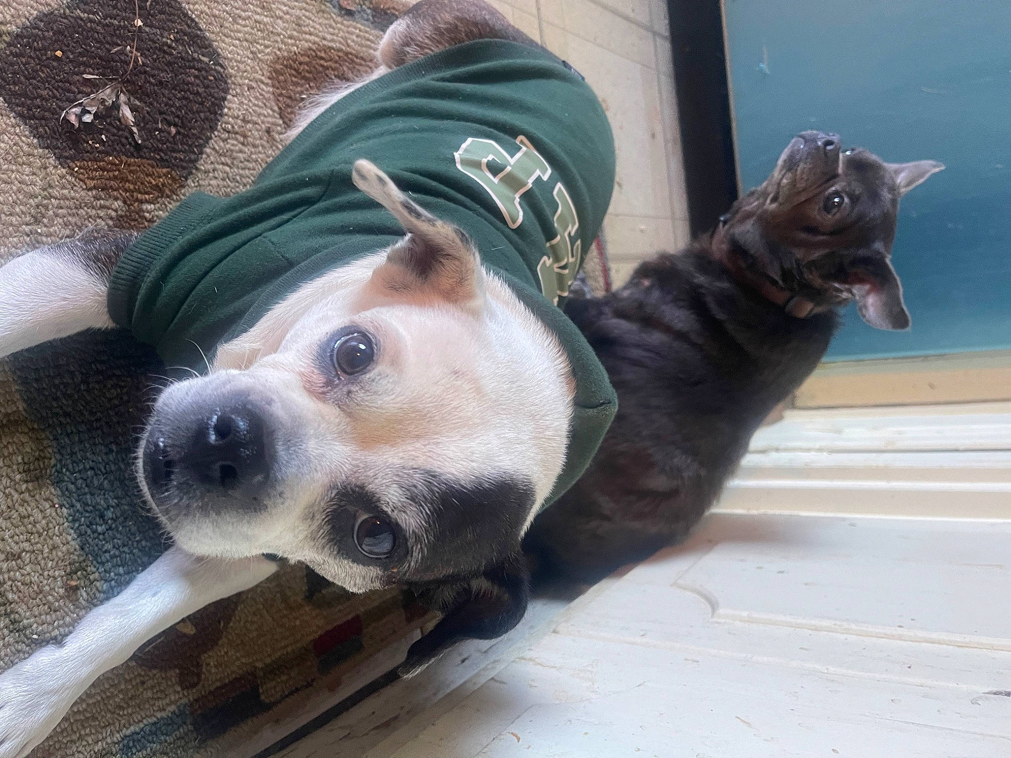 Chico joined the competition — help win amazing prizes! canidae, carnivore, collar, companion_dog, dog, dog_breed, dog_collar, dog_supply, fashion_accessory, fawn, fur, leash, non_sporting_group, paw, pet_supply, snout, sporting_group, terrestrial_animal, whiskers, working_animal