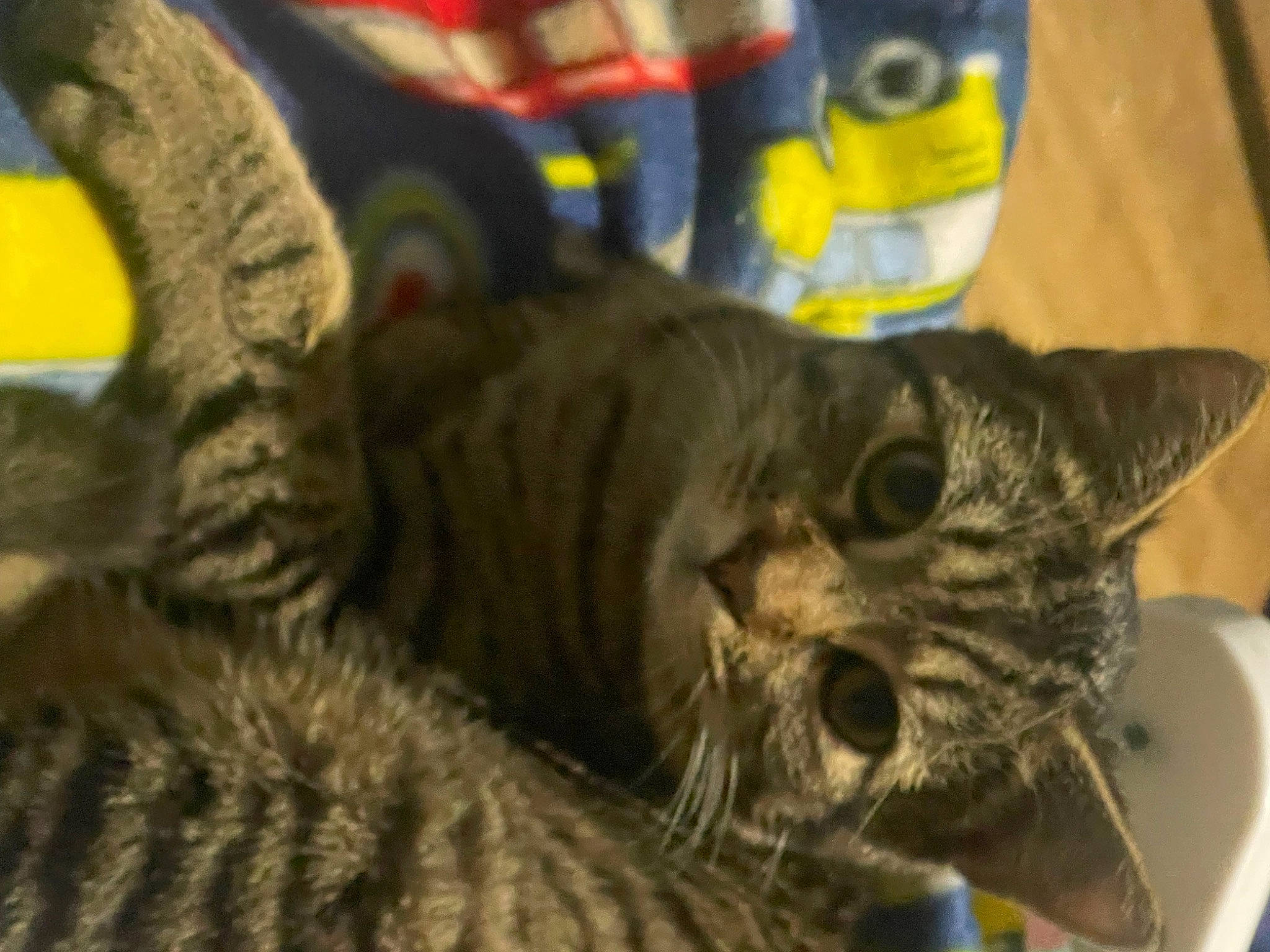 Coleslaw is registered to the contest to win money with this photo: carnivore, cat, claw, comfort, domestic_short_haired_cat, ear, felidae, fur, paw, small_to_medium_sized_cats, snout, terrestrial_animal, whiskers, wildlife