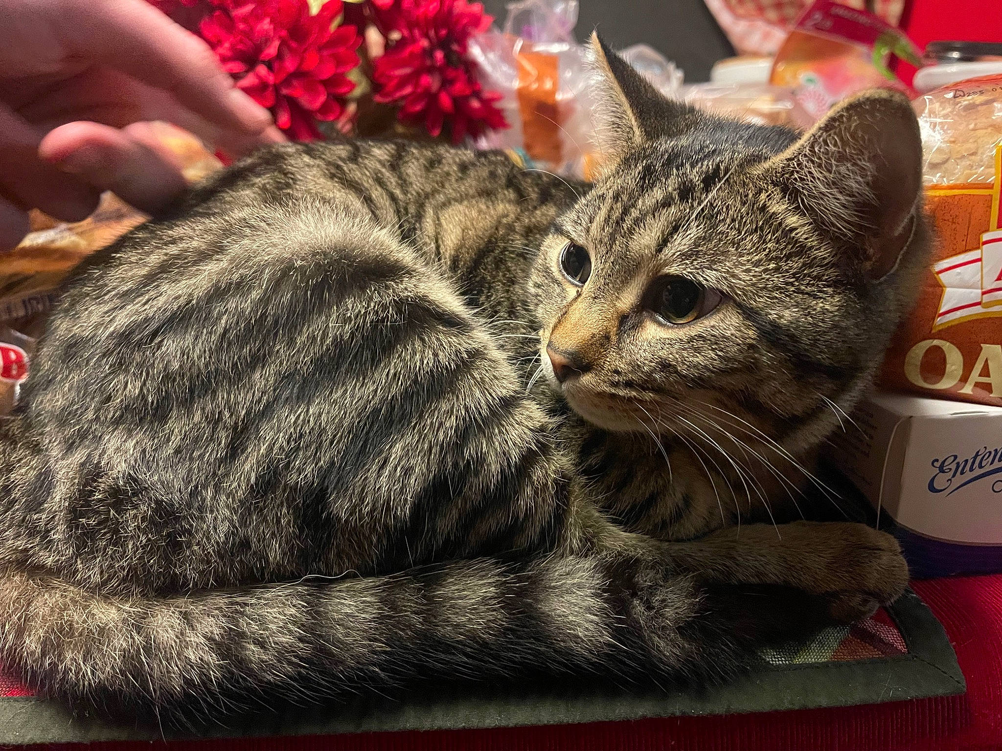 Coleslaw is registered to the contest to win money with this photo: box, carnivore, cat, cat_supply, claw, comfort, domestic_short_haired_cat, event, felidae, fur, grass, nail, nap, paw, small_to_medium_sized_cats, snout, terrestrial_animal, whiskers