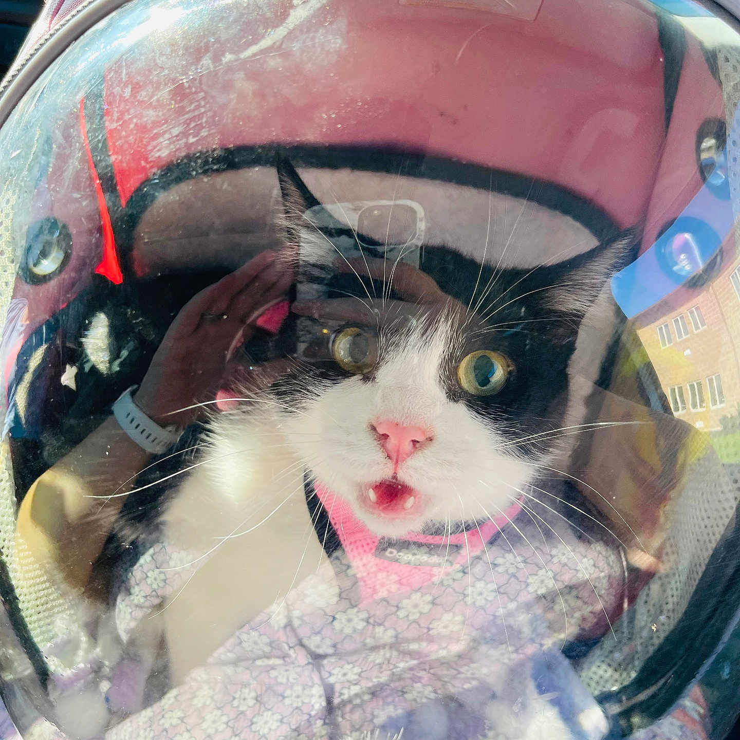 Echo is registered to the contest to win money with this photo: accessories, animal, bracelet, car, cat, clothing, crashhelmet, face, hardhat, head, helmet, jewelry, kitten, person, pet, photography, portrait, purple, transportation, vehicle