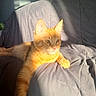 Garfield is registered to the contest to win money with this photo: cat, ginger_cat, sunlight, blanket, gray, indoor, pet, feline, relaxed, resting, fur, whiskers, ears, animal, cozy, comfort, home, shadow, portrait, lying_down