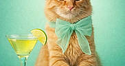 Garfield joined the competition — help win amazing prizes! cat, orange_tabby, bow_tie, cocktail_glass, lime_wedge, table, mint_green, portrait, pet, cute, animal, feline, still_life, studio, background, drink, glassware, domestic_cat, sitting, close_up