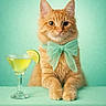 cat, orange_tabby, bow_tie, cocktail_glass, lime_wedge, table, mint_green, portrait, pet, cute, animal, feline, still_life, studio, background, drink, glassware, domestic_cat, sitting, close_up