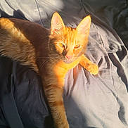 Garfield is registered to the contest to win money with this photo: cat, orange_tabby, sunlight, blanket, indoor, pet, feline, whiskers, ears, relaxed, shadow, fur, nap, animal, cute, cozy, resting, eyes, portrait, domestic