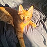 cat, orange_tabby, sunlight, blanket, indoor, pet, feline, whiskers, ears, relaxed, shadow, fur, nap, animal, cute, cozy, resting, eyes, portrait, domestic