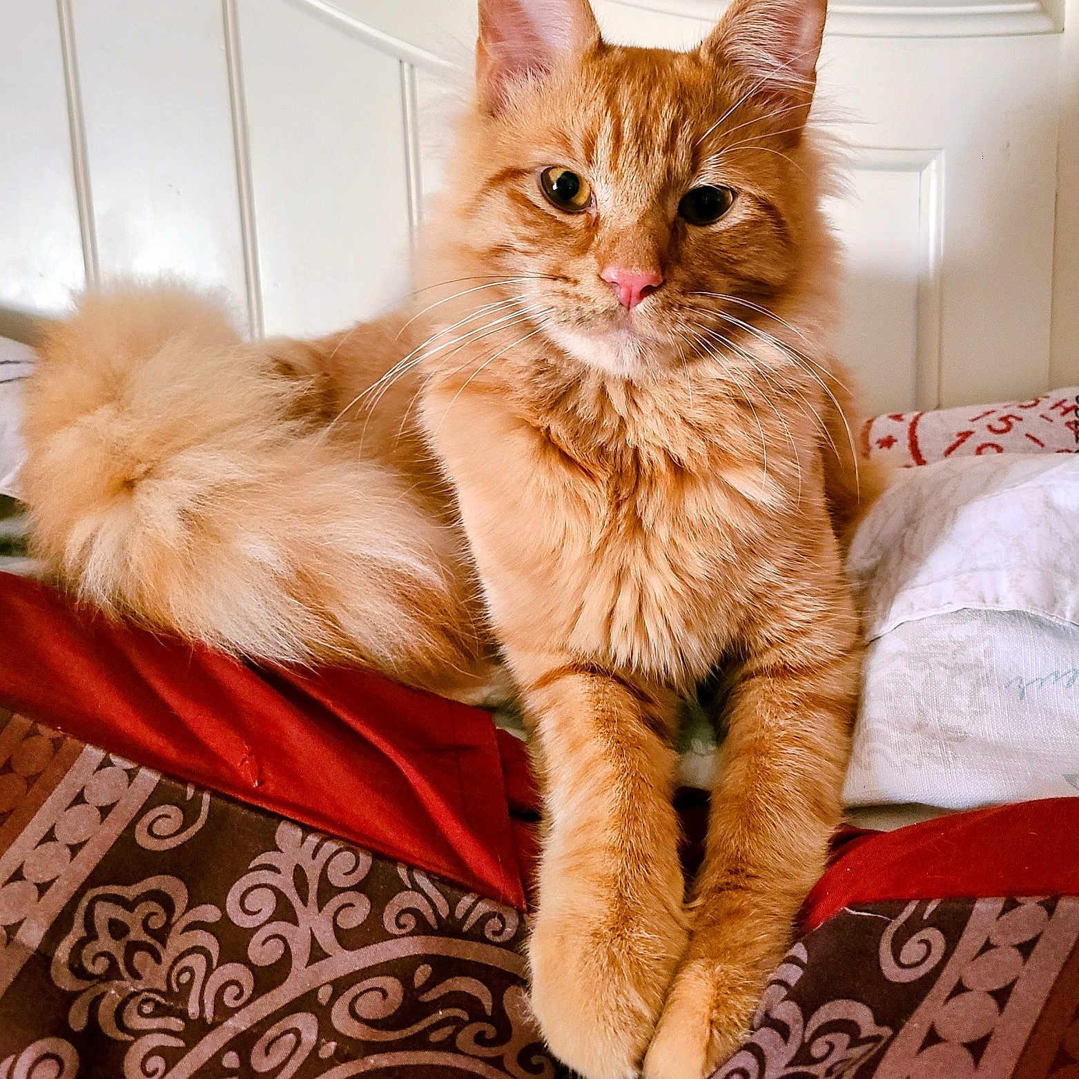 Garfield joined the competition — help win amazing prizes! cat, orange_cat, fluffy_fur, pet, indoor, bed, bedding, patterned_blanket, feline, whiskers, relaxed, cute, animal, domestic_cat, portrait, lying_down, fur, closeup, pink_nose, ears
