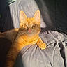 Garfield is registered to the contest to win money with this photo: cat, ginger_cat, pet, feline, sunlight, shadow, blanket, cozy, indoor, relaxed, whiskers, fur, animal, cute, portrait, resting, soft_light, domestic_cat, laying, comfort