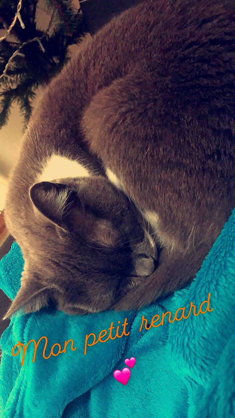 Mitsy a rejoint le concours — aidez-le/la à gagner de superbes lots ! balinese, carnivore, cat, comfort, domestic_short_haired_cat, electric_blue, fawn, felidae, fur, iris, nap, plant, siamese, sky, small_to_medium_sized_cats, snout, tail, terrestrial_animal, textile, whiskers