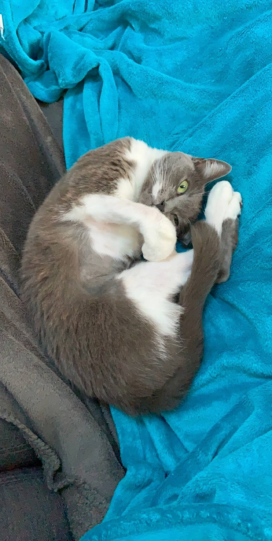 Mitsy a rejoint le concours — aidez-le/la à gagner de superbes lots ! blue, carnivore, cat, claw, comfort, domestic_short_haired_cat, electric_blue, fawn, felidae, fur, linens, mammal, nap, paw, sleep, small_to_medium_sized_cats, tail, terrestrial_animal, vertebrate, whiskers