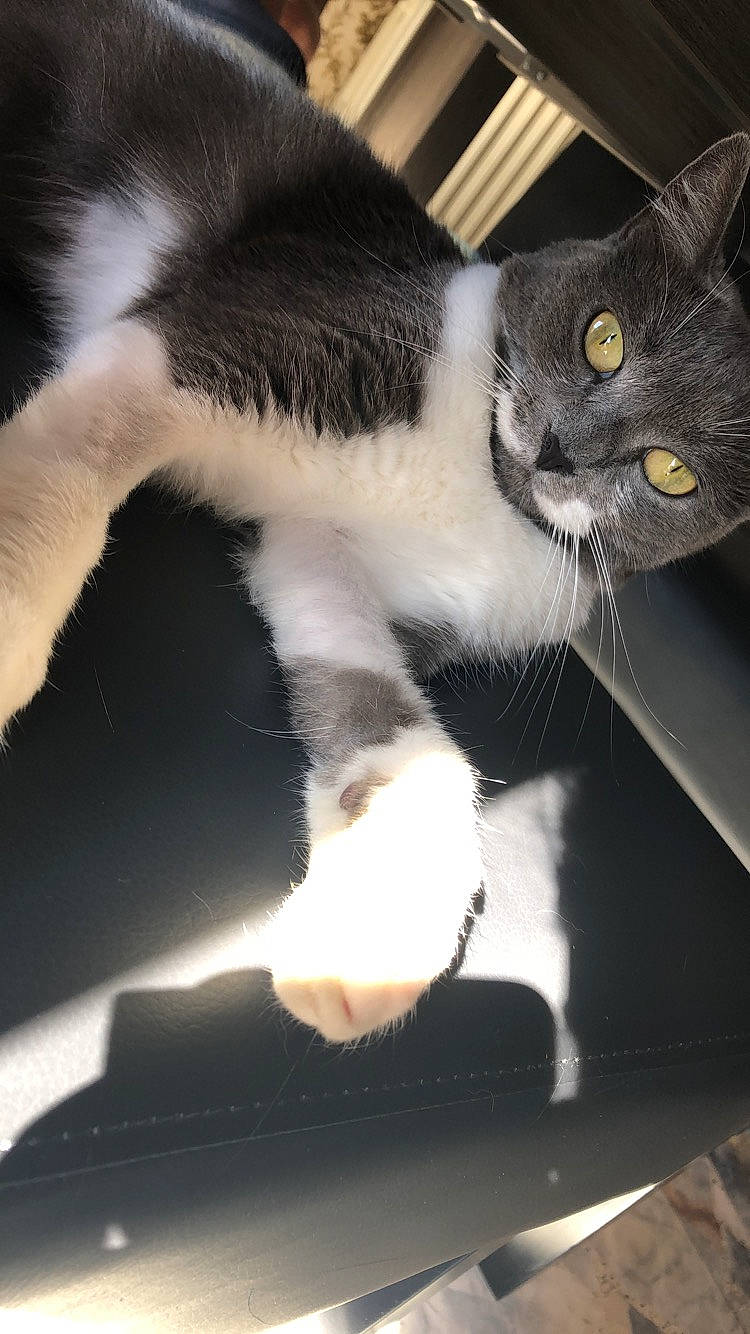 Mitsy a rejoint le concours — aidez-le/la à gagner de superbes lots ! carnivore, cat, claw, comfort, domestic_short_haired_cat, felidae, fur, light, monochrome_photography, paw, small_to_medium_sized_cats, snout, tail, whiskers