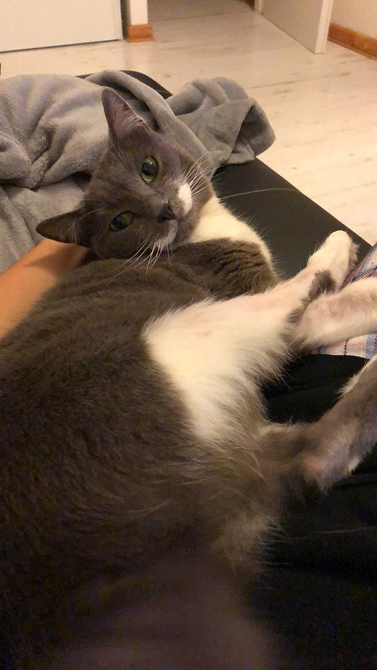 Mitsy participe au concours pour gagner de l'argent avec cette photo : bed, black_cat, carnivore, cat, cloud, comfort, domestic_short_haired_cat, fawn, felidae, fur, gesture, grey, monochrome_photography, paw, sitting, small_to_medium_sized_cats, snout, tail, whiskers, wood