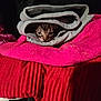 Little is registered to the contest to win money with this photo: kitten, cat, clothing, folded_clothes, blanket, pink, red, grey, cozy, pet, animal, face, fur, indoor, soft, texture, cute, small, curious, resting