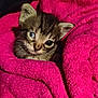 Little joined the competition — help win amazing prizes! kitten, cat, animal, pet, feline, cute, eyes, face, fur, whiskers, blanket, pink, cozy, soft, snuggle, young, small, comfort, resting, indoor