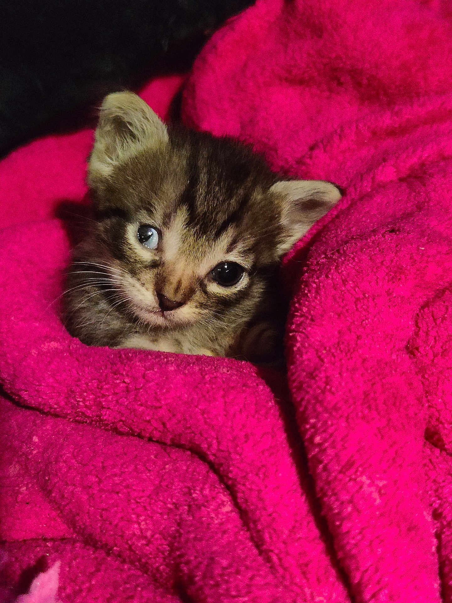 Little joined the competition — help win amazing prizes! kitten, cat, animal, pet, feline, cute, eyes, face, fur, whiskers, blanket, pink, cozy, soft, snuggle, young, small, comfort, resting, indoor