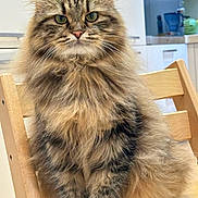 Olive is registered to the contest to win money with this photo: animal, calm, cat, chair, cute, domestic_animal, domestic_cat, feline, fluffy, fur, green_eyes, indoor, kitchen, looking_at_camera, pet, portrait, sitting, tabby, whiskers, wooden_chair