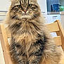 animal, calm, cat, chair, cute, domestic_animal, domestic_cat, feline, fluffy, fur, green_eyes, indoor, kitchen, looking_at_camera, pet, portrait, sitting, tabby, whiskers, wooden_chair