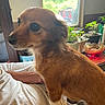 dog, small_dog, brown_dog, white_paws, indoor, person, lap, window, plants, potted_plants, furniture, table, natural_light, focused, pet, animal, cozy, home, cute, companion