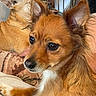 dog, pet, indoor, closeup, brown_fur, ears, couch, relaxed, companion, animal, fur, portrait, cute, two_dogs, domestic, snout, whiskers, home, cozy, friendship