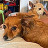 dog, pet, indoor, brown_dog, small_dog, resting, ears, fur, closeup, animal, cute, companion, domestic, household, relaxing, portrait, looking_away, furniture, blanket, cozy