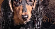 Sophia is registered to the contest to win money with this photo: animal, black_and_tan, calm, canine, close_up, companion, cute, dachshund, dog, domestic_animal, ears, face, fur, indoor, long_hair, looking_at_camera, mammal, pet, portrait, sitting
