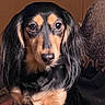 Sophia is registered to the contest to win money with this photo: dog, dachshund, long_hair, pet, animal, portrait, close_up, black_and_tan, fur, face, ears, indoor, calm, looking_at_camera, companion, cute, domestic_animal, mammal, sitting, canine