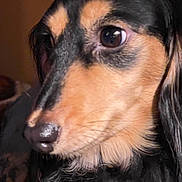 Sophia joined the competition — help win amazing prizes! dog, close_up, pet, black_fur, tan_fur, animal, canine, portrait, indoor, fur, snout, nose, ears, curious, looking_away, whiskers, muzzle, companion, cute, domestic