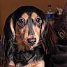 Sophia is registered to the contest to win money with this photo: dog, dachshund, long_hair, pet, animal, close_up, indoor, brown, black, fur, portrait, cute, looking_at_camera, face, ears, snout, whiskers, domestic_animal, companion, indoor_lighting