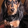 Sophia is registered to the contest to win money with this photo: animal, black_and_tan, canine, close_up, cute, dachshund, dog, domestic_animal, ears, eyes, face, fur, indoor, long_hair, looking_at_camera, mammal, pet, portrait, snout, whiskers