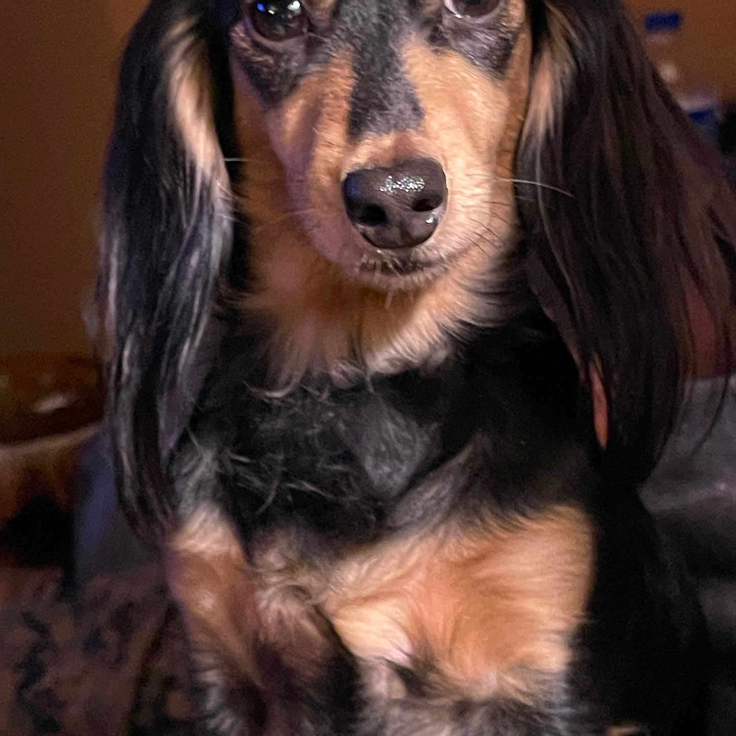 Sophia