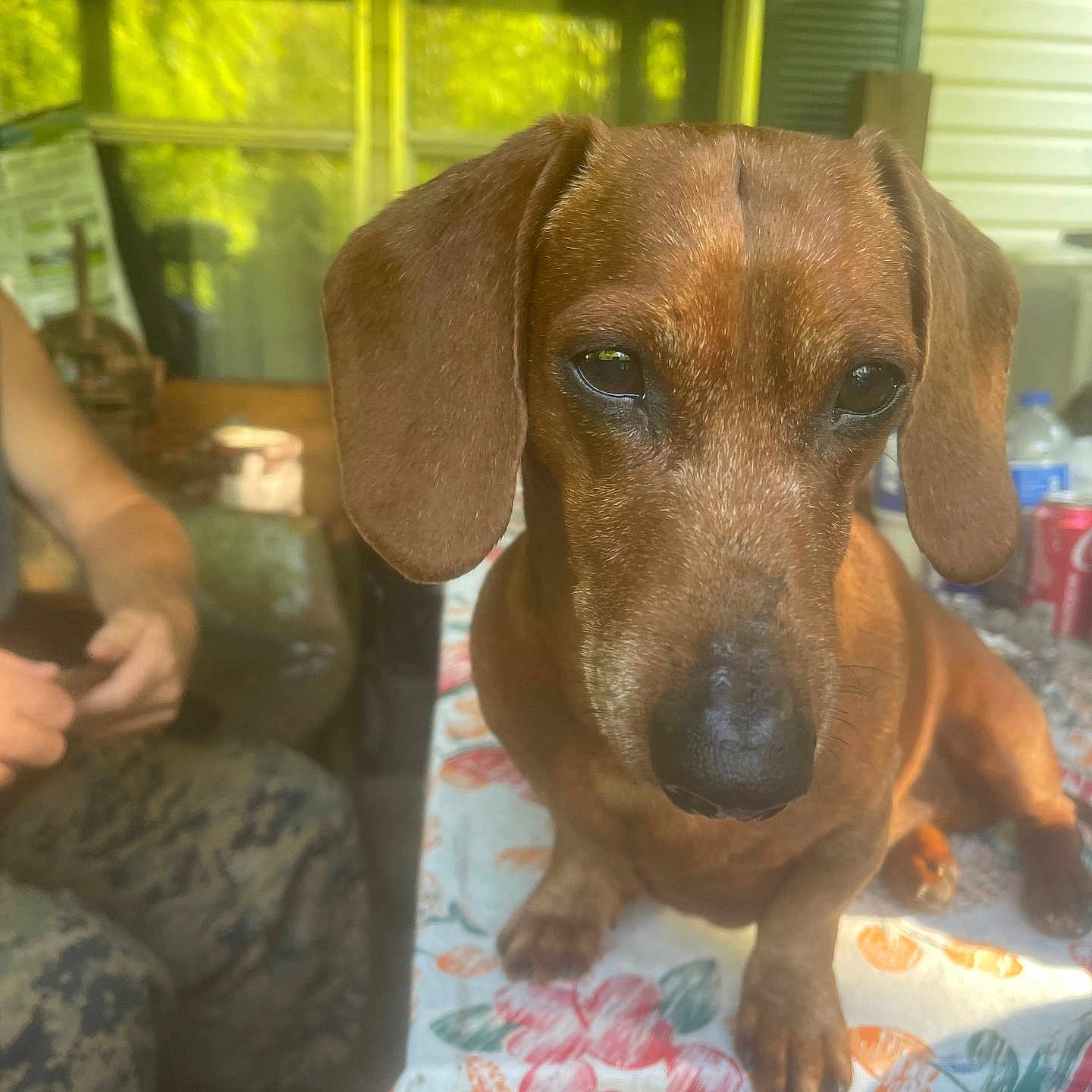 Hank